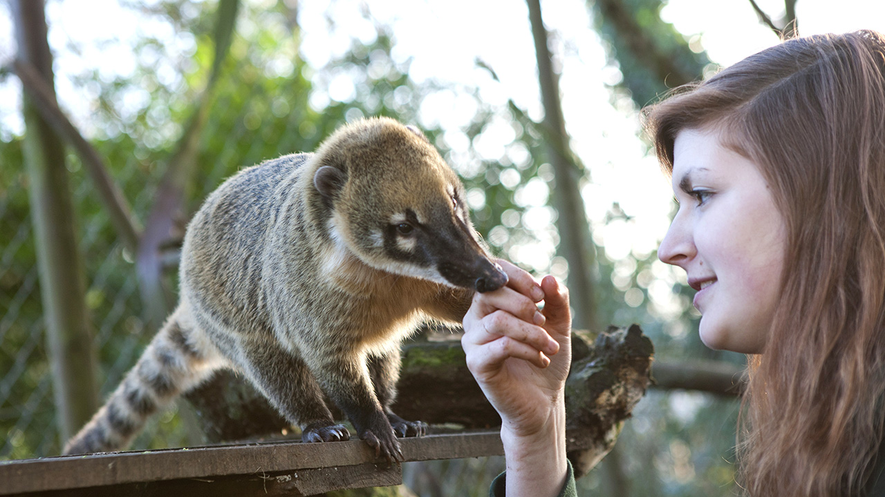 Feeding an animal at Dartmoor Zoo