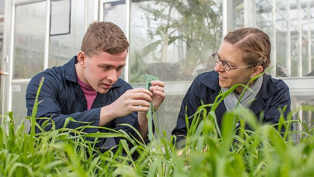 Skardon Garden plants