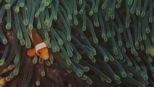 A fish swimming in coral