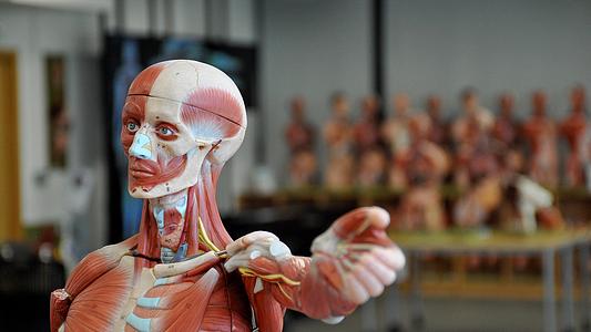 Anatomical skeleton figure