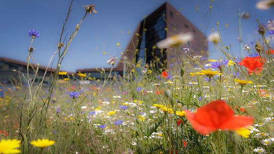 View of Roland Levinsky Building through wildflowers growing in the grass. 
