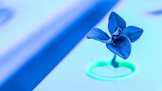 Plant factory seed propagation and growth under a blue light